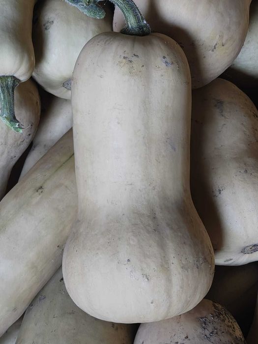 De vanzare! Dovleac plăcintar .Dovleac de copt. Simsom,Matilda