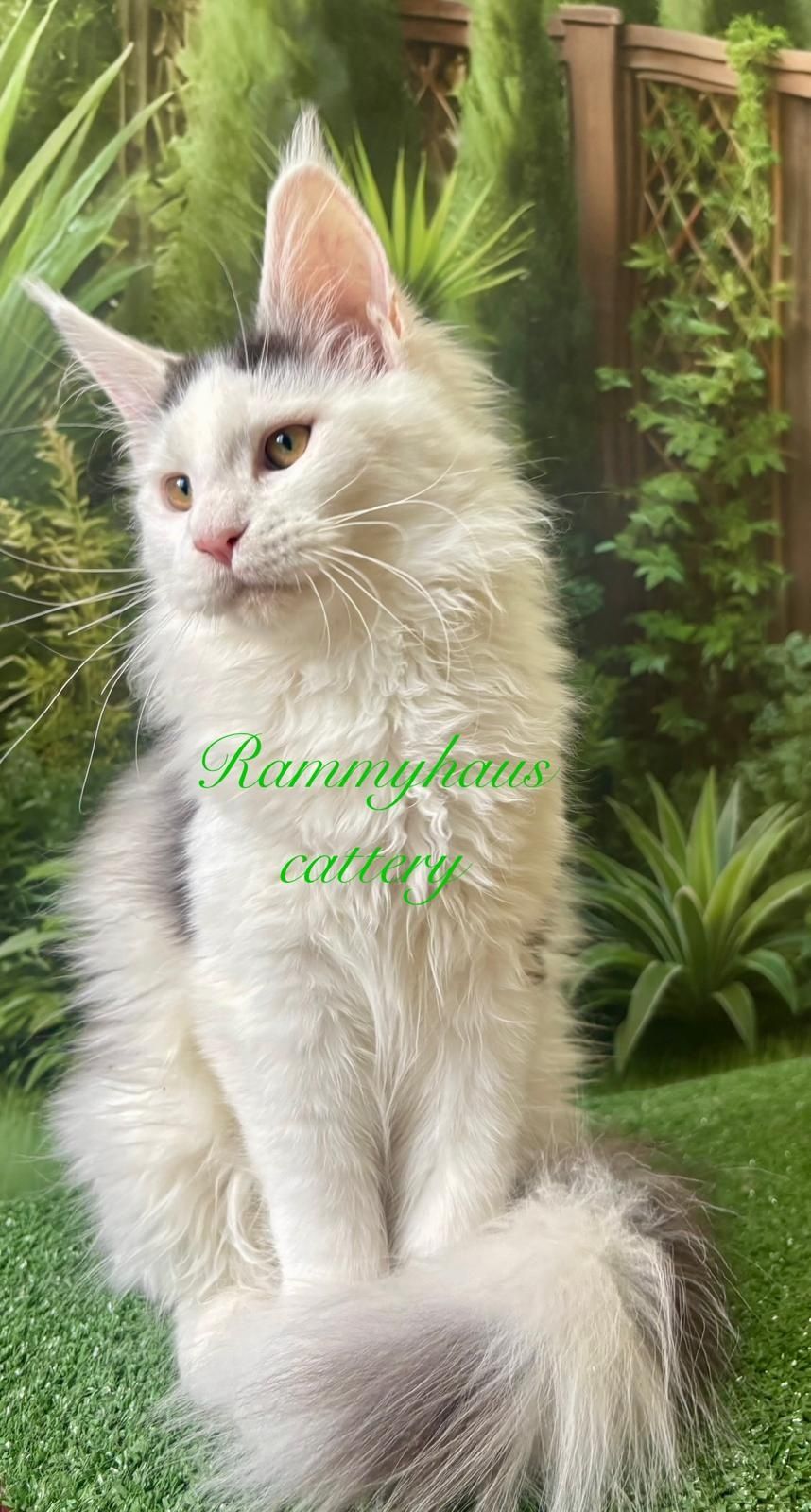 Felisa autorizata WCF,  vinde pisoi cu pedigree rasa Maine coon
