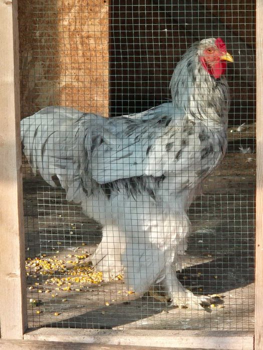 Gaini Cochinchina si Brahma disponibile