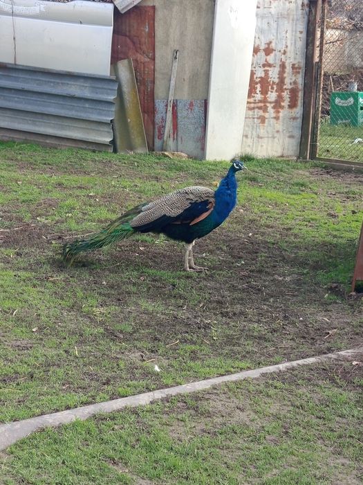 Холандска гащата,фазани,пауни,якалии  и мандаринки
Фазани чарвено-злат