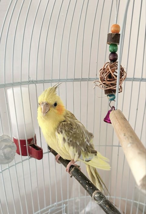 Продается попугай