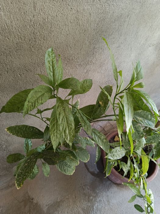 Mushku ambar (Graphtophyllum pictum (Xitoy drazhenasi))