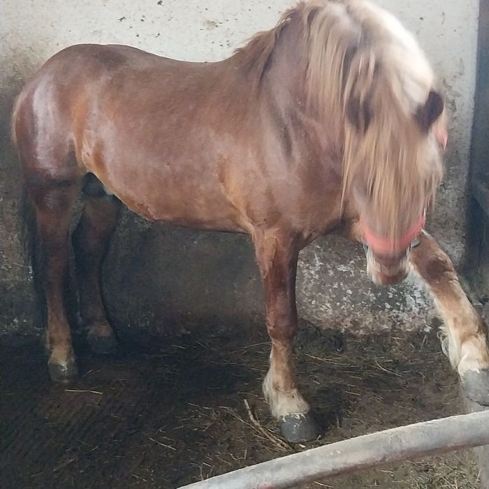 Vînd sau scimb cu vaci vitei