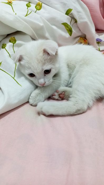 Продаётся белый котёнок шотландская вислоухая скоттиш-фолд