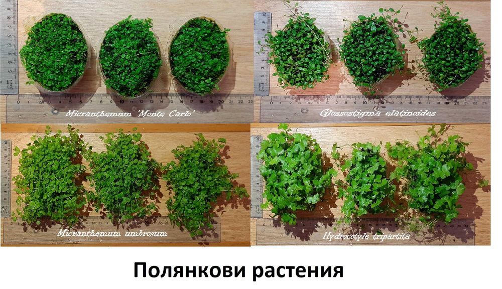 Аквариумни растения