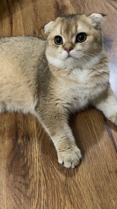 Shinshilla 6 oylik 6 месяц