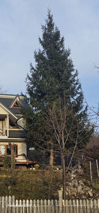 De vanzare brad natural 15m