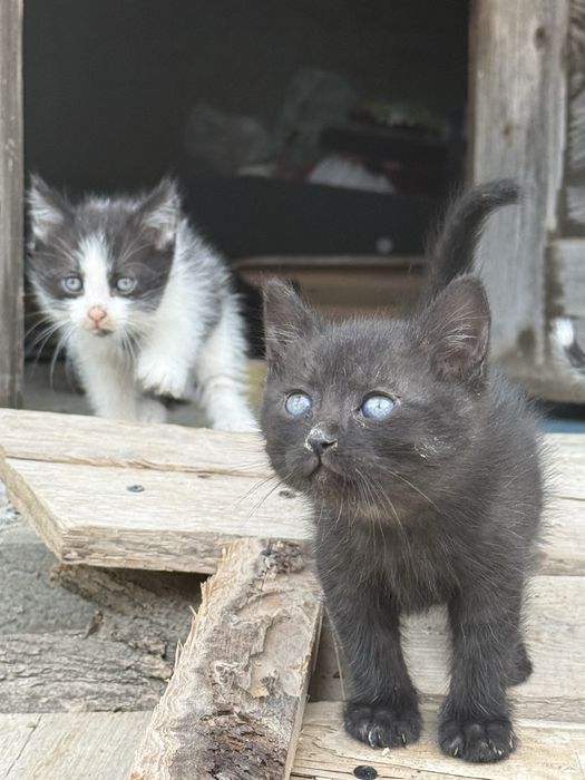Pisici pentru adoptie - 1 luna jumate