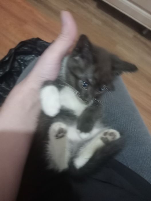 Котята бесплатно кот и кошечка.