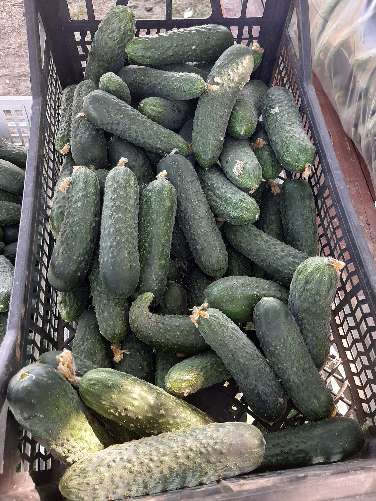 Castraveti 2,5 lei kg