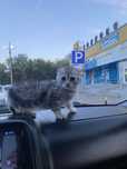 Кошка Чистокрравный