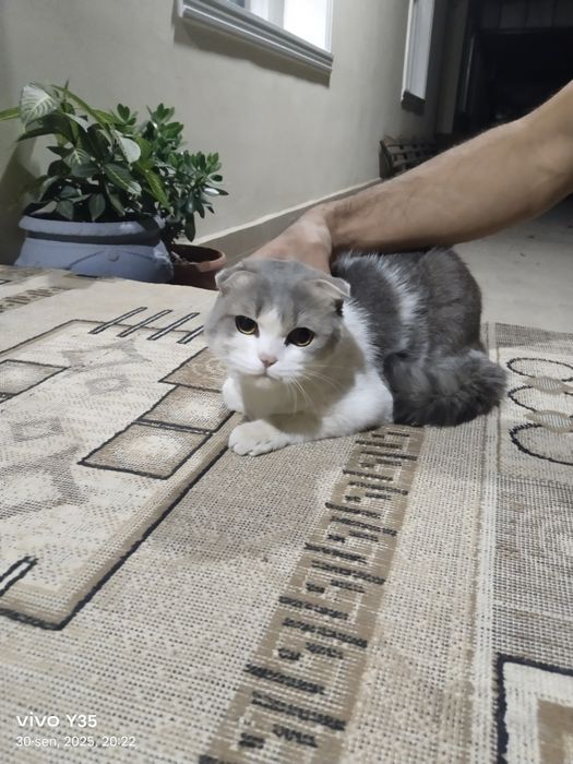 Scotish fold mushugi