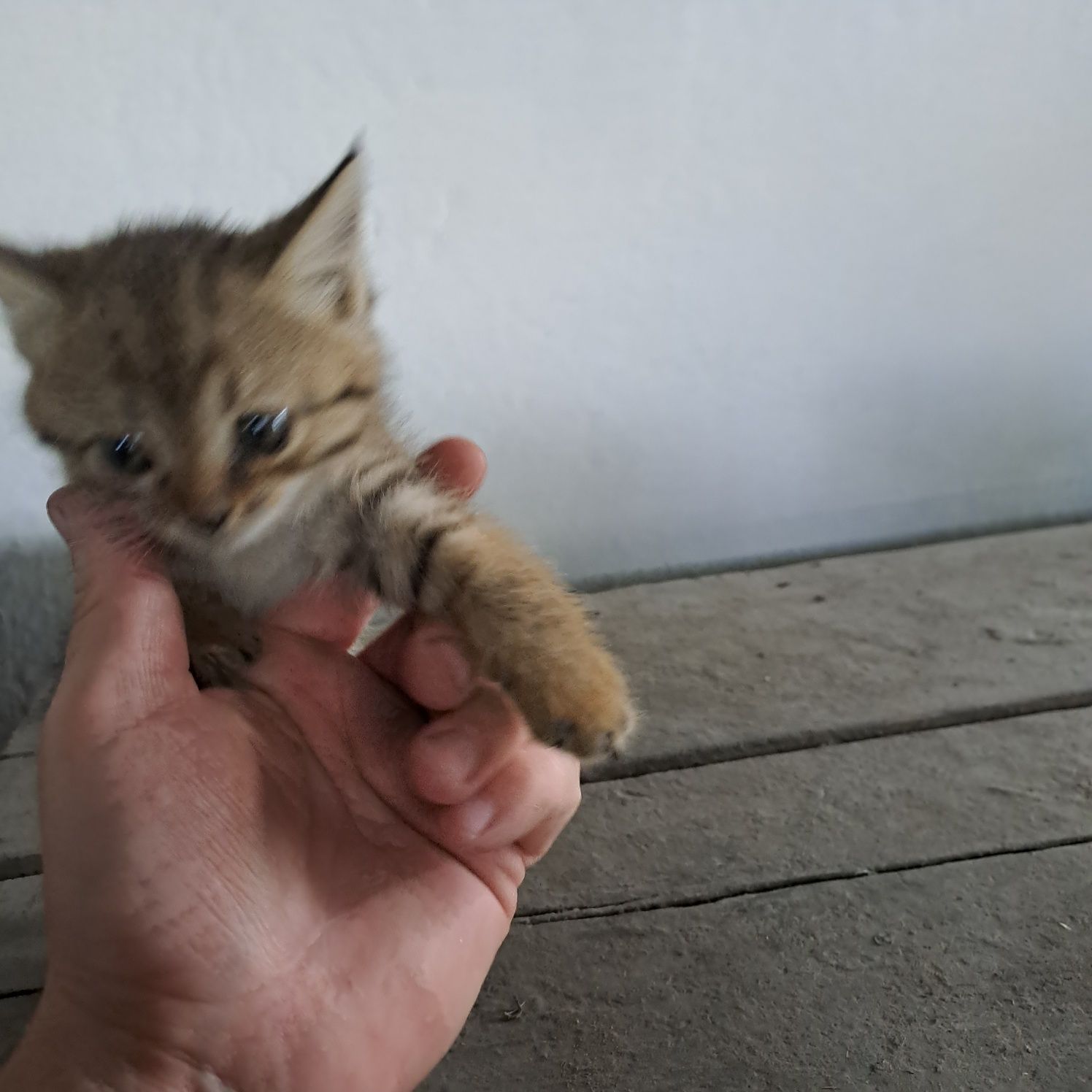 Котята даром в добрые руки