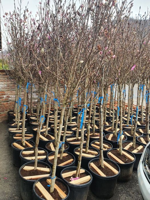 Tuia, magnolia, platan, mesteacan, plante ornamentale A - Z