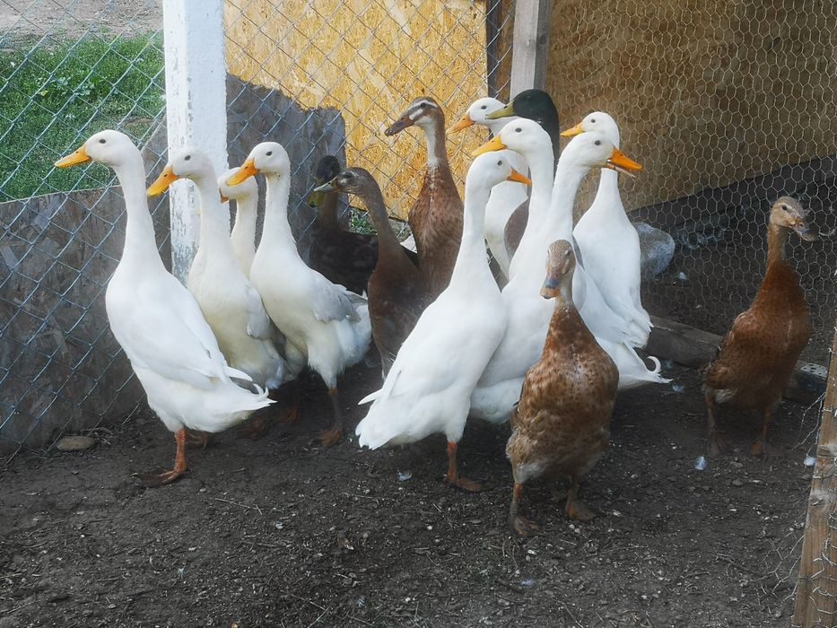 Rate indiene alergătoare