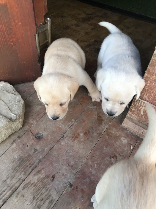 Чистокръвни лабрадор ретривър