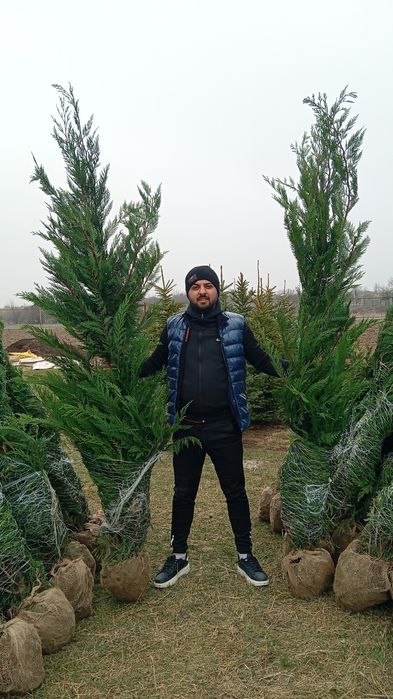 Plante și diverse speci