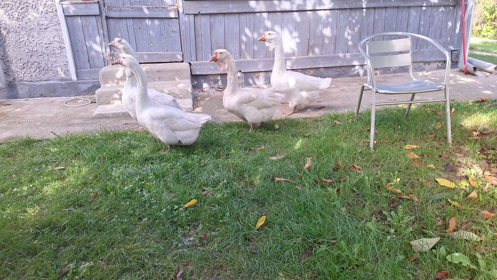 Gâște Holmogor mature