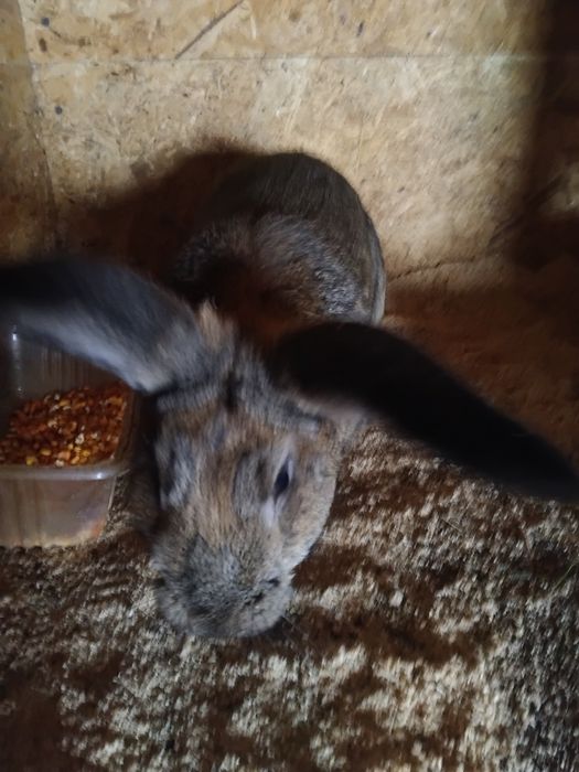 Vând iepuri de rasa