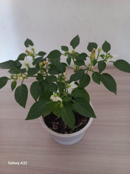 Перчик декоративный фиолетовый