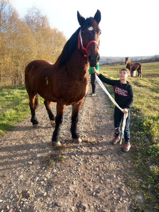 Armasarl și mânz disponibil calul roșu nu mai este disponibil