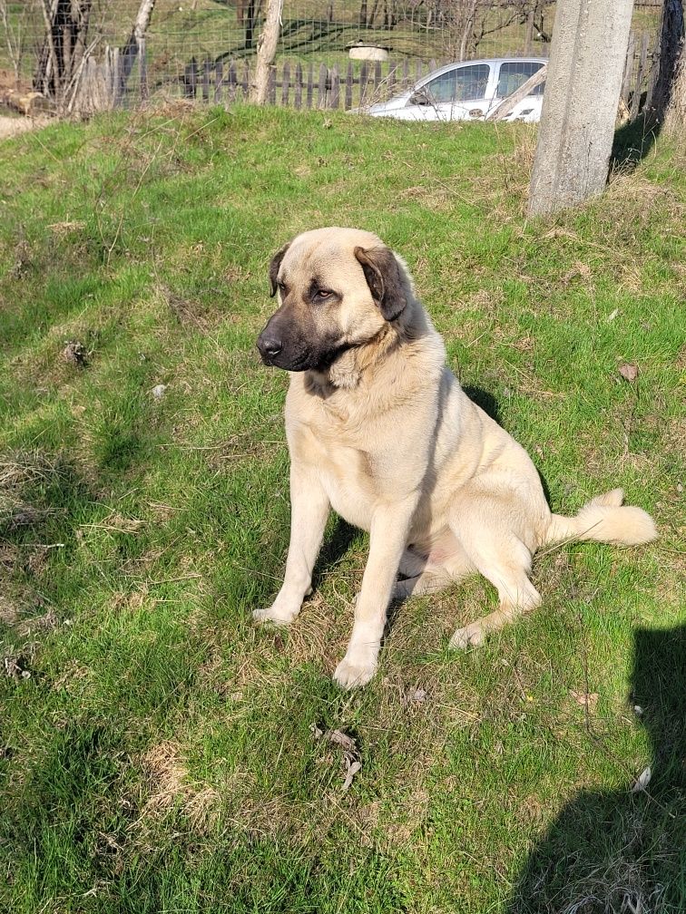 Vând kangal de 1 an și 4 luni