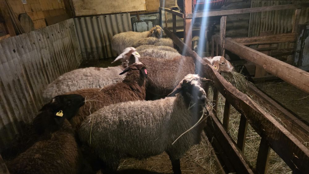 Кошкар, бараны,  овцы