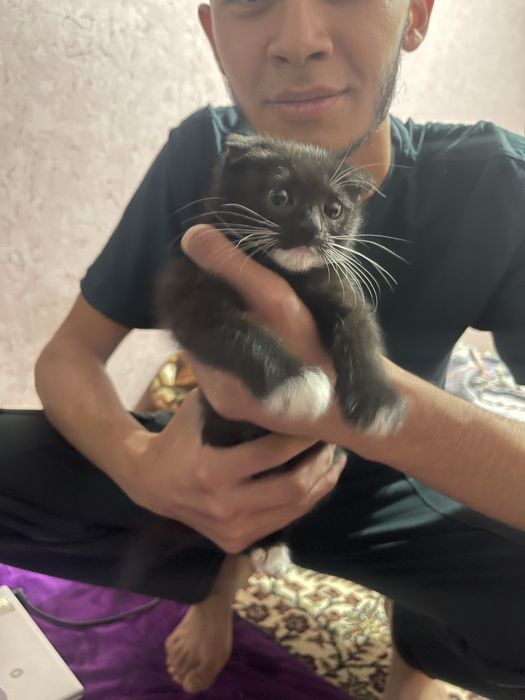 Кошка вислоухая