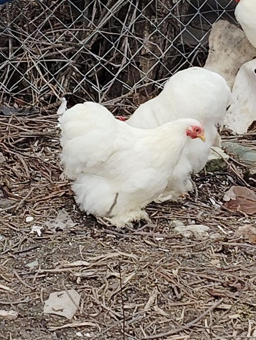 Oua cochinchina pitic