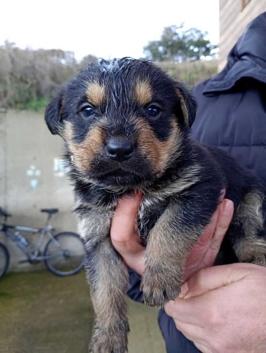 Подарявам малки ротвайлери