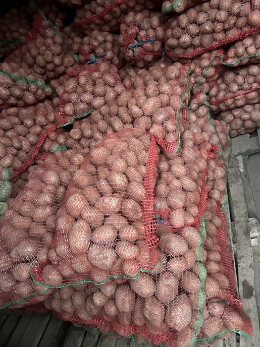 Vand cartofi consum Bellarosa