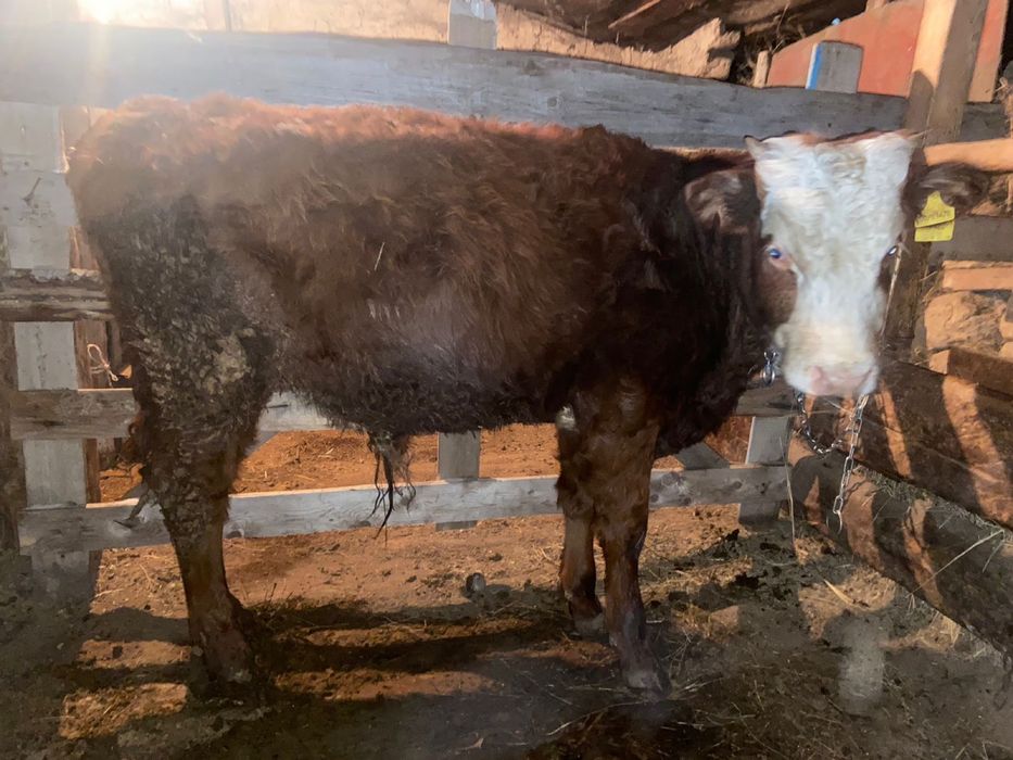 Бузау сатылады 3 бас