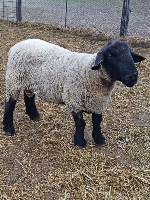 Berbeci suffolk de monta