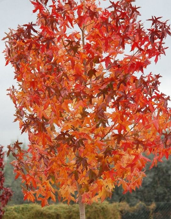 Arborele de Guma (Liquidambar)