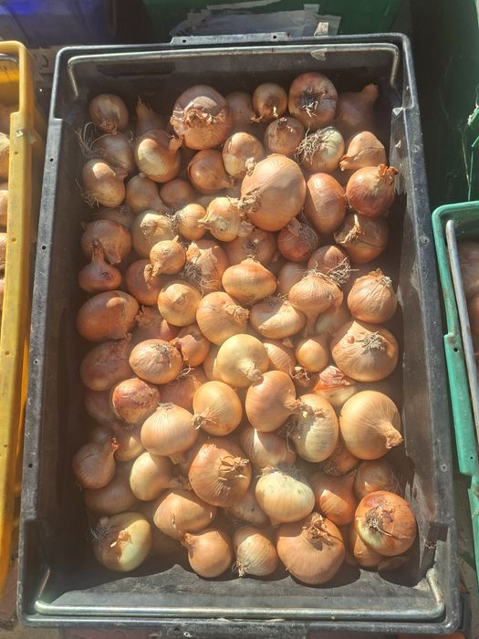 Ceapă pentru iarnă