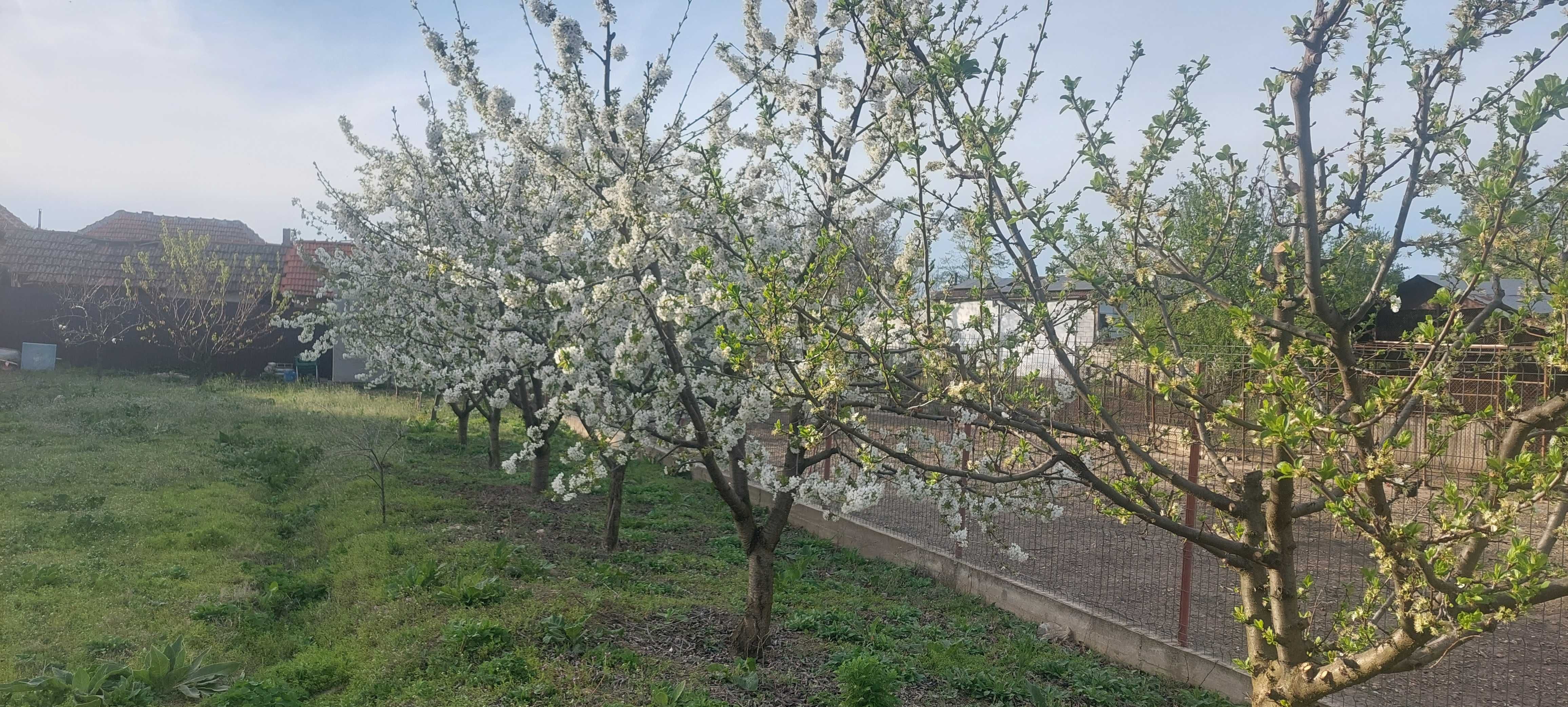 Teren intravilan la Dunare , în Batoți Mehedinți ( toate utilitățile)