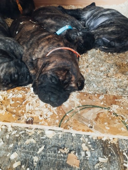 Преса Канарио Presa Canario