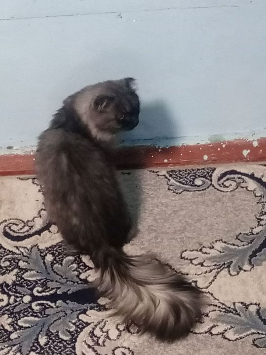 Mushuk sotiladi  o'g'il