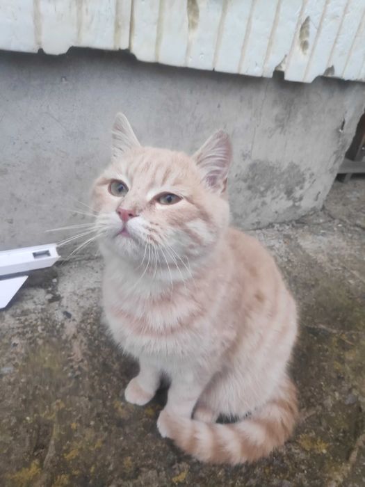 Пухкави котарачета