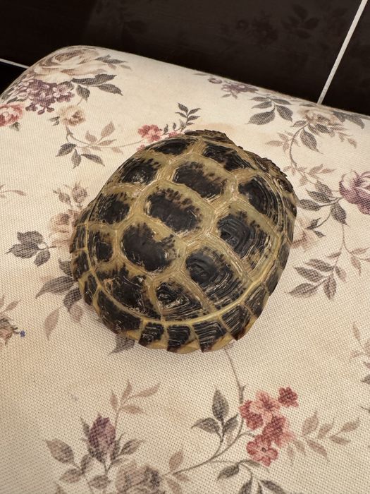 Продам степную черепаху