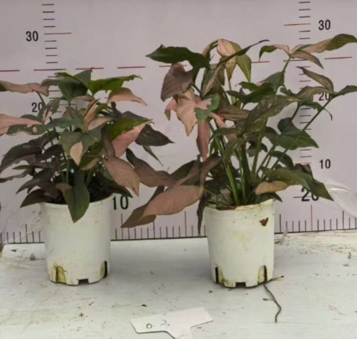 Гул учун устунча Опора для растений лиана ustun moh bilan