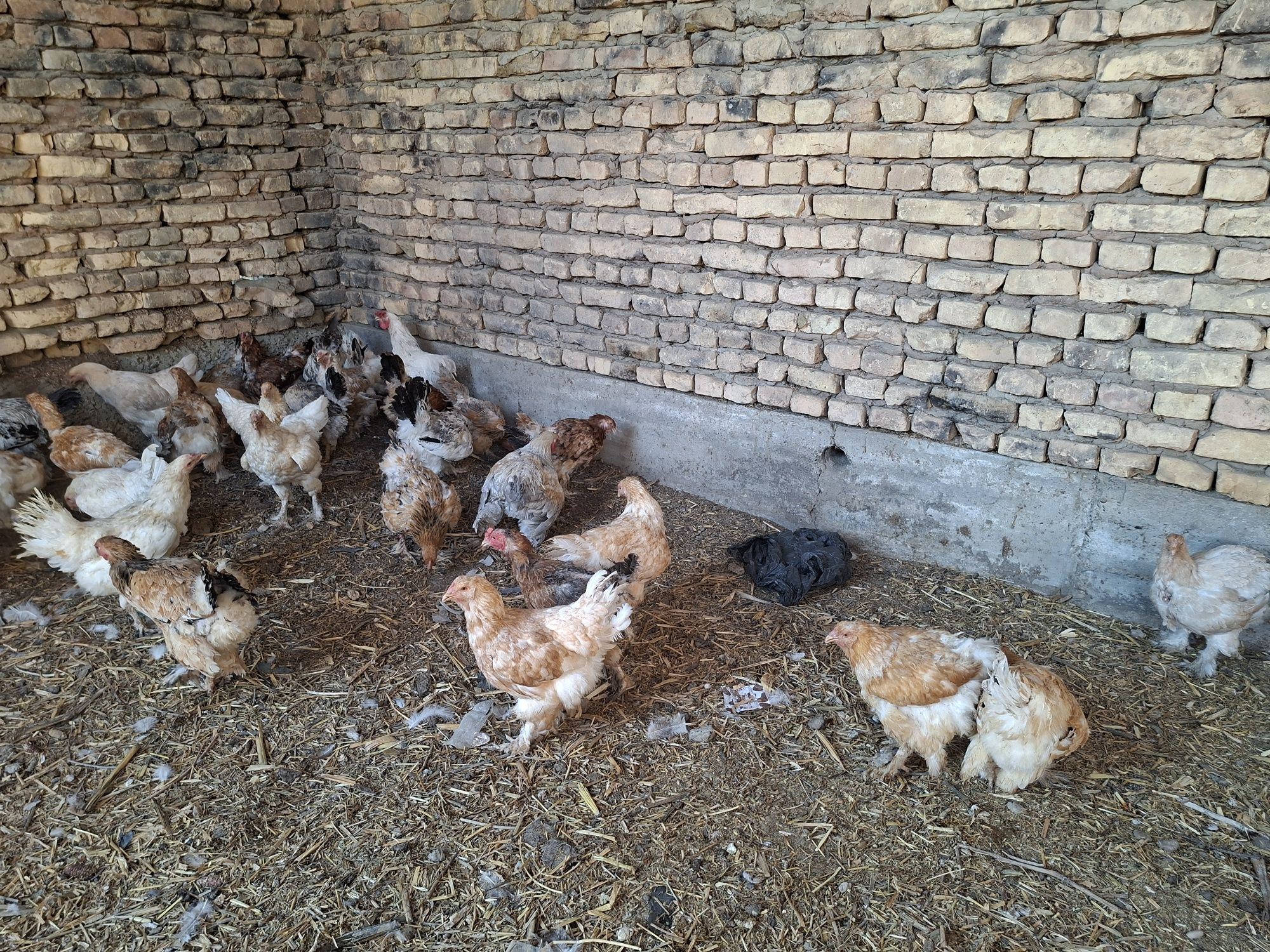 Brama Tovuqlar Arzon va tez sotiladi narxi ajoyib, pul kerakligi uchun