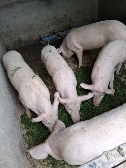 Disponibili legume de congelator