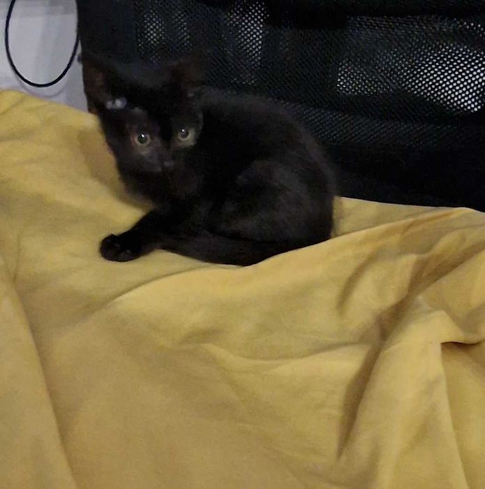 Черно женско коте на около 2 месеца си търси дом