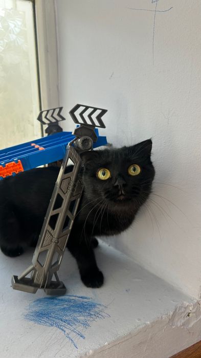 Шотландская вислоухая кошка