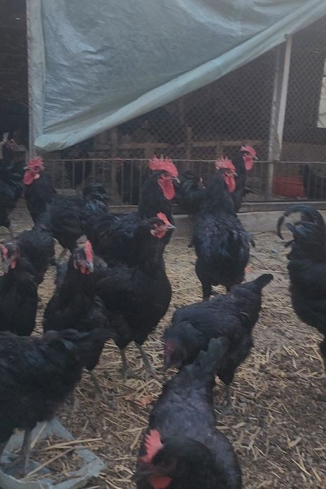 1 HAFTALIK QORA SHAXZODA zotini JO‘JALARI sotiladi Кора Шахзода цыпята