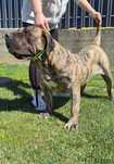 Vând femelă presa canario