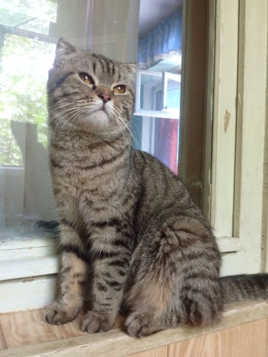 Продается кошка девочка 1 год пародистая британский веслаух