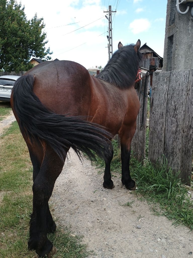 Vând urgent din lipsă de timp!