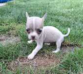 Chihuahua rasa pura